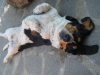 basset basset
